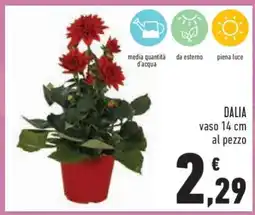 Conad DALIA offerta