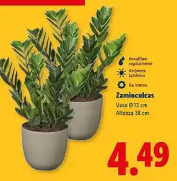 Lidl Zamioculcas offerta