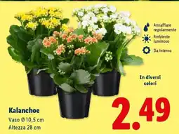 Lidl Kalanchoe offerta