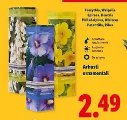 Lidl Arbusti ornamentali offerta