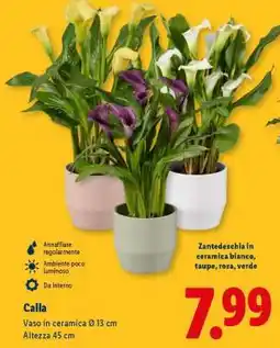 Lidl Calla offerta