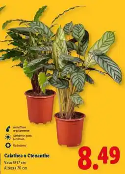 Lidl Calathea o Ctenanthe offerta