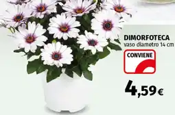 Coop Superstore Dimorfoteca offerta
