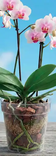 Prix Quality Vaso e sottovaso Kris offerta