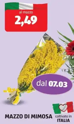 ALDI Mazzo di mimosa offerta