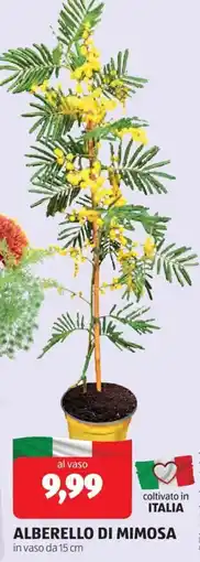 ALDI Alberello di mimosa offerta