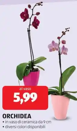 ALDI ORCHIDEA offerta