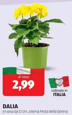 ALDI Dalia offerta
