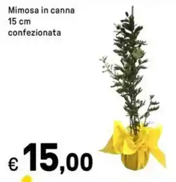 Iper La Grande Mimosa in canna 15 cm confezionata offerta