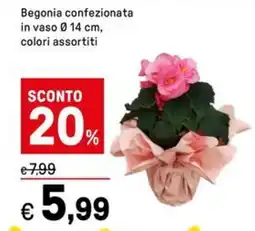 Iper La Grande Begonia confezionata in vaso 0.14 cm offerta