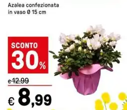Iper La Grande Azalea offerta