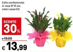 Iper La Grande Calla confezionata in vaso 0.15 cm offerta
