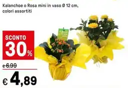 Iper La Grande Kalanchoe o Rosa mini in vaso 0.12 cm offerta