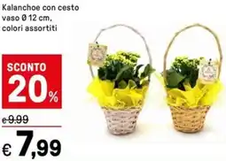 Iper La Grande Kalanchoe con cesto vaso 0.12 cm offerta