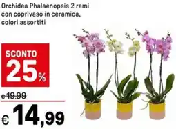 Iper La Grande Orchidea Phalaenopsis 2 rami con coprivaso in ceramica offerta
