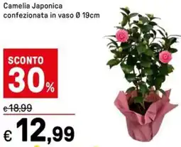 Iper La Grande Camelia Japonica confezionata in vaso 0 19cm offerta