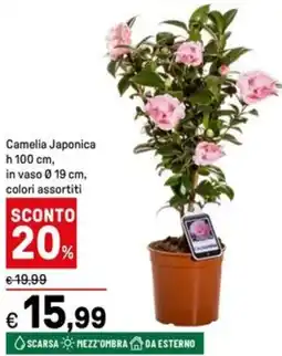 Iper La Grande Camelia Japonica h 100 cm, in vaso 0.19 cm offerta