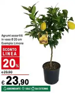 Iper La Grande Agrumi assortiti in vaso 0.20 cm offerta