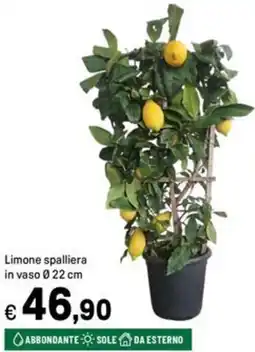 Iper La Grande Limone spalliera in vaso 022 cm offerta