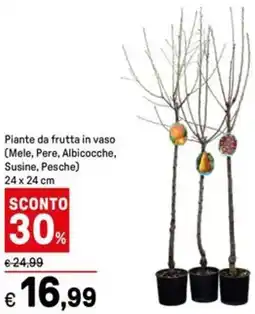 Iper La Grande Piante da frutta in vaso (Mele, Pere, Albicocche, Susine, Pesche) 24 x 24 cm offerta