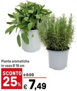 Iper La Grande Piante aromatiche in vaso 0.19 cm offerta