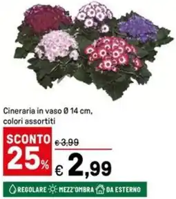 Iper La Grande Cineraria in vaso 0.14 cm offerta