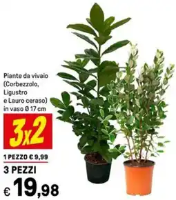 Iper La Grande Piante da vivaio (Corbezzolo, Ligustro e Lauro ceraso) in vaso 0.17 cm offerta