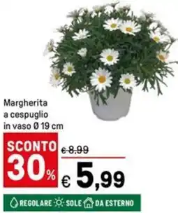 Iper La Grande Margherita a cespuglio in vaso 0.19 cm offerta