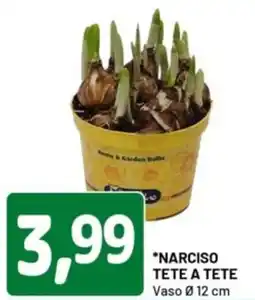 DPiù Narciso tete a tete offerta