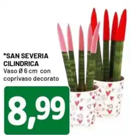 DPiù San severia cilindrica offerta