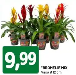DPiù Bromelie mix offerta