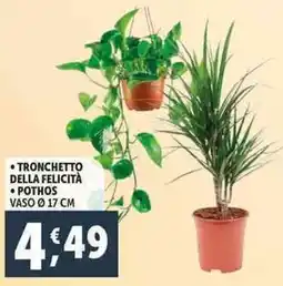 Deco Supermercati Tronchetto della felicità, pothos offerta