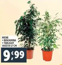 Deco Supermercati Ficus, benjamina, twilight offerta