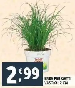Deco Supermercati Erba per gatti offerta