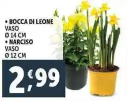 Deco Supermercati Bocca di leone vaso ø 14 cm narciso offerta