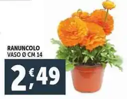 Deco Supermercati Ranuncolo offerta