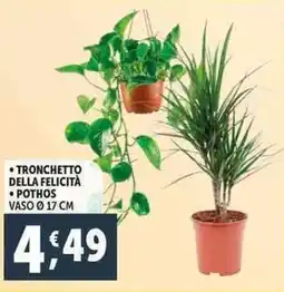 Deco Supermercati Tronchetto della felicità pothos offerta