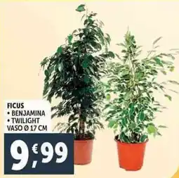 Deco Supermercati Ficus benjamina twilight offerta