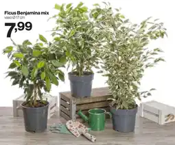In'S Mercato Ficus Benjamina mix offerta