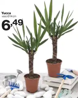 In'S Mercato Yucca offerta