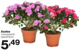 In'S Mercato Azalea offerta