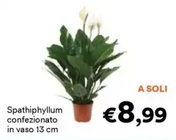 Unes Spathiphyllum confezionato in vaso 13 cm offerta