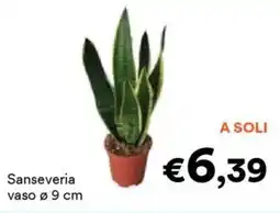 Unes Sanseveria vaso Ø 9 cm offerta