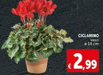 Deco Supermercati Piante offerta