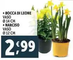 Deco Supermercati Bocca di leone Narciso offerta
