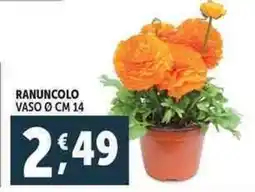 Deco Supermercati Ranuncolo vaso ø cm 14 offerta