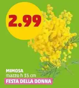 PENNY Mimosa offerta