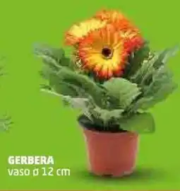 PENNY Gerbera vaso ø 12 cm offerta