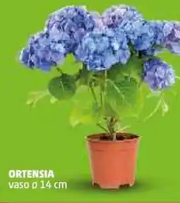 PENNY Ortensia vaso ø14 cm offerta