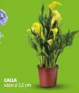 PENNY Calla vaso ø 12 cm offerta